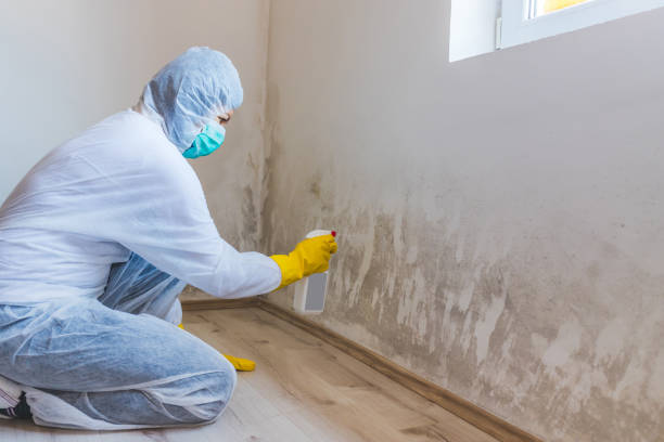 Licensed Basement Mold Removal service in Davidsville, PA - WQB Mold Removal