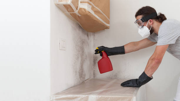 Professional Basement Mold Removal technician working in Davidsville, PA