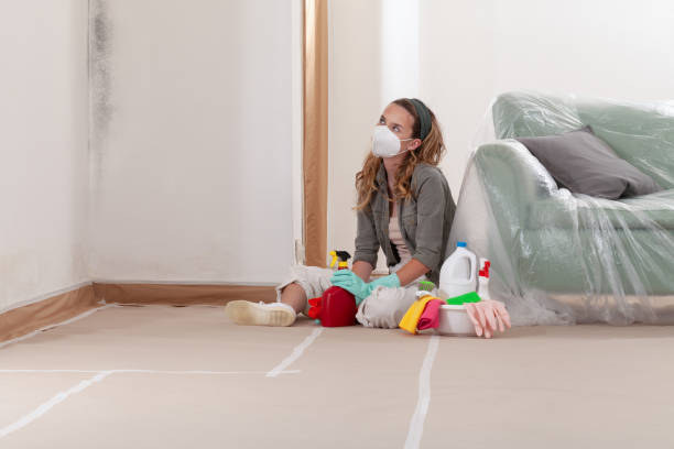 Reliable Basement Mold Removal contractor in Davidsville, PA by WQB Mold Removal