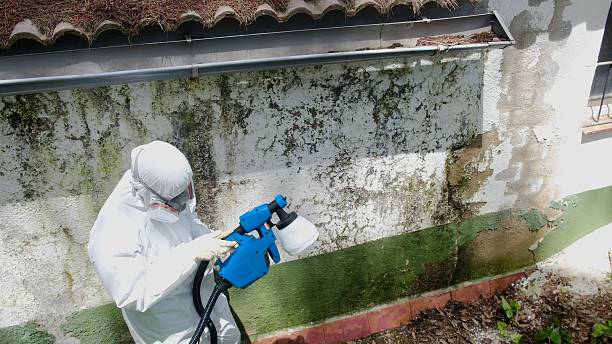 Top rated local Basement Mold Removal specialists in Davidsville, PA